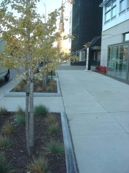 Trees: Site Selection New trees should be included in every public streetscape improvement or new development.