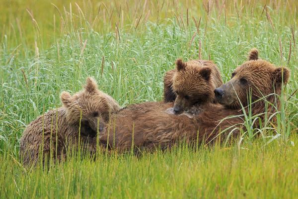 I have photographed a lot of brown bears before, in Denali, Glacier, Yellowstone and other Alaska locations but I have never been this close to these magnificent creatures without fear.