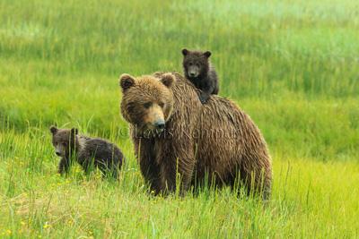 The bears go about their business of survival, hardly paying attention to the people. At this time of year you will see fishing, grazing, nursing, and clamming.