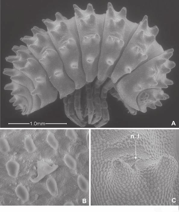 New species of Tuberillo 223 Fig. 13. Tuberillo riedeli n. sp., paratype : A, animal in lateral view; B, cuticular structure and scale-seta; C, tubercles of pereionite 4 with nodulus lateralis (n.l.) (SEM).