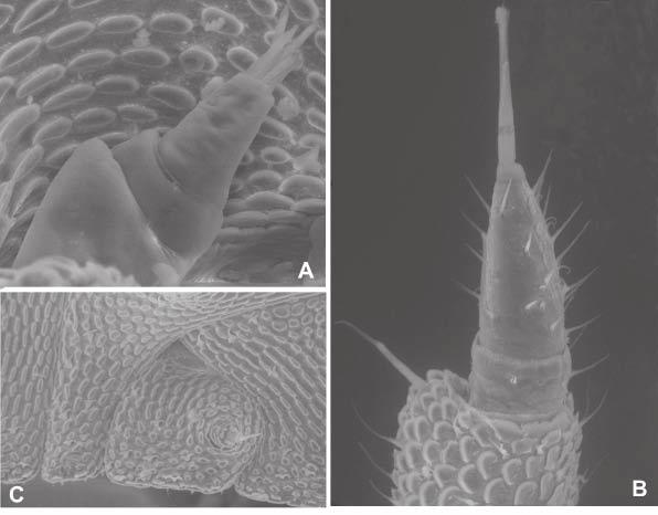 New species of Tuberillo 225 Fig. 15. Tuberillo riedeli n. sp., paratype : A, antennule; B, antennal flagellum; C, left uropod (SEM).