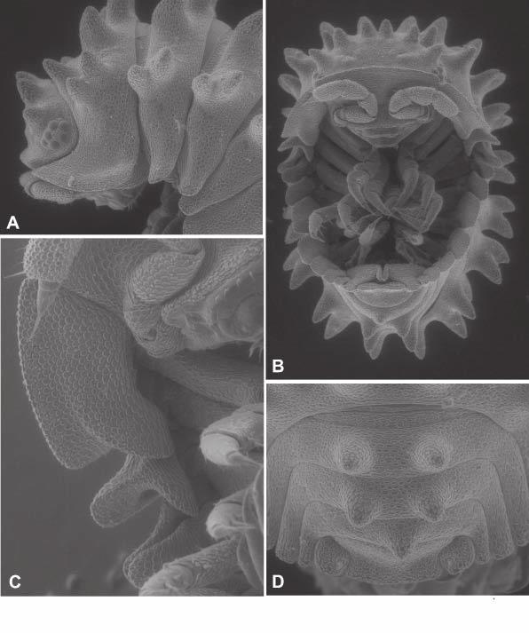 New species of Tuberillo 211 Fig. 4. Tuberillo schawalleri n. sp., paratype : A, pereionites 1-4, lateral; B, animal in ventral view; C, pereionites 1 and 2, ventral; D, pleon, telson and uropods, dorsal (SEM).