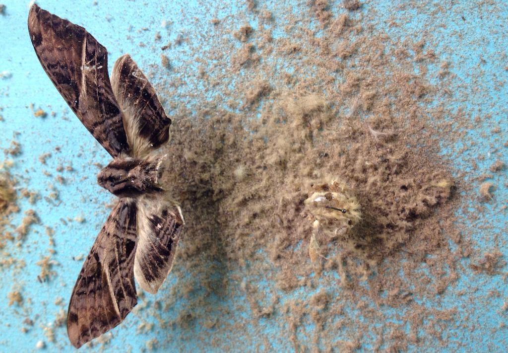 Figure 3: Example of dermestid damage on sphingid moths.