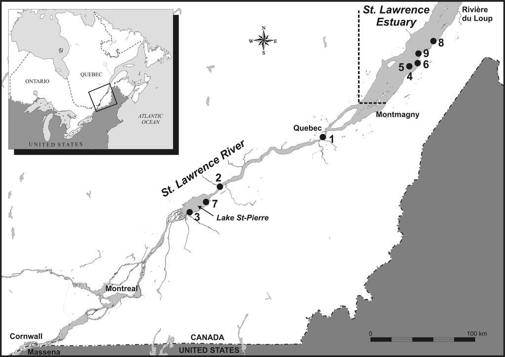 Eriocheir sinensis in the St. Lawrence River and Estuary Figure 1. Location map of Chinese mitten crab sightings in the St. Lawrence River and Estuary between 2004 and 2007.