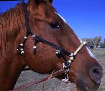 5A and B) is little more than a hybrid halter. 3 Rein rings are placed on each side of the noseband in line with the corners of the horse s mouth.