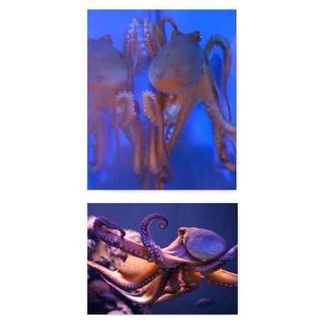 Mobility. The ability of jet propulsion makes cephalopods the fastest marine invertebrates, even out maneuvering most fish.