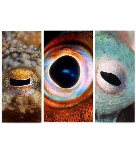 Eyesight Their eyesight is the most complex of the invertebrates. Vision is acute, however all octopus and most squid and cuttlefish are considered colour blind.