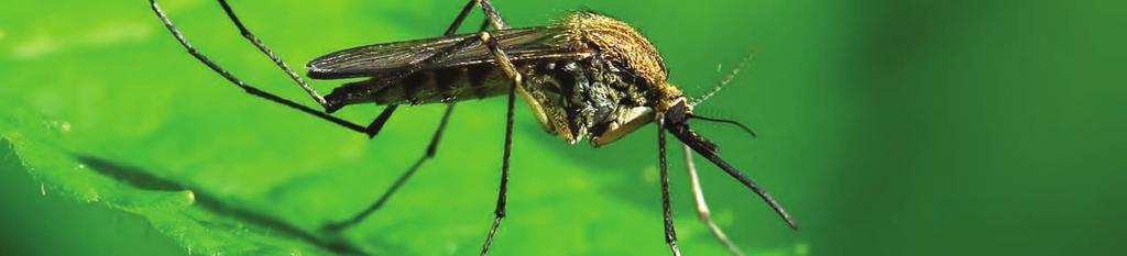August 2018 7 Mosquito Control on Kiawah a Joint Effort Anyone who has been outside to enjoy the summer already knows that mosquito season is well underway in the Lowcountry.