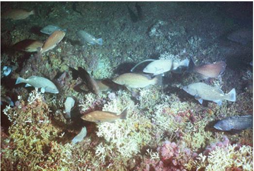 Appendix 2b Photographs showing the seabed of Oculina coral reefs off
