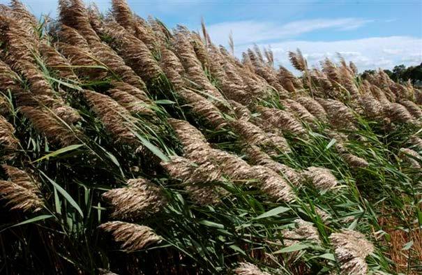 Phragmites Perennial grass native to Eurasia In 2005 Agriculture