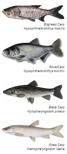 Asian carps 4 species could potentially invade the Great Lakes (Bighead, Silver, Black, and Grass).