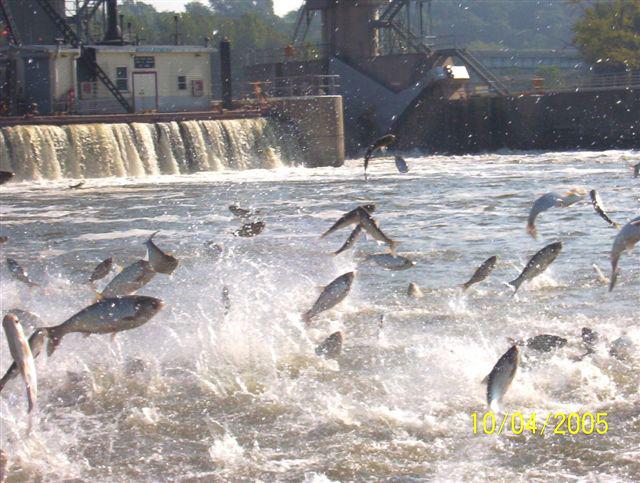 Flooding events resulted in Asian carp escaping stocked ponds into