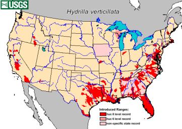 HYDRILLA IN THE U.S.