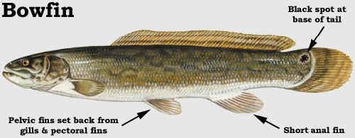 Gobies eat zebra and quagga mussels Smallmouth bass love them Other
