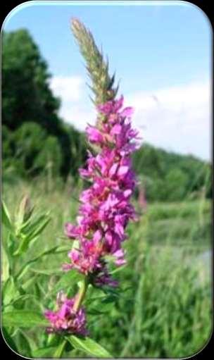 Purple Loosestrife Imported from Europe for gardens (late 1800s), also seeds in ballast soil Crowds out native wetland