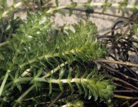 Introduction to Hydrilla: