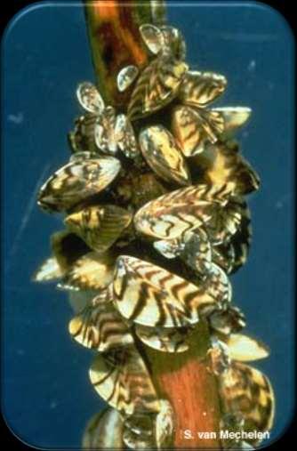 Zebra Mussels Ballast water introduction to the Great Lakes in 1980 s Present in a number of lakes in both IL and IN Attach to any