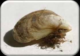 Quagga Mussels Found in all Great Lakes Ballast