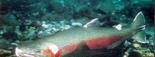 smoltification Atlantic salmon growth,