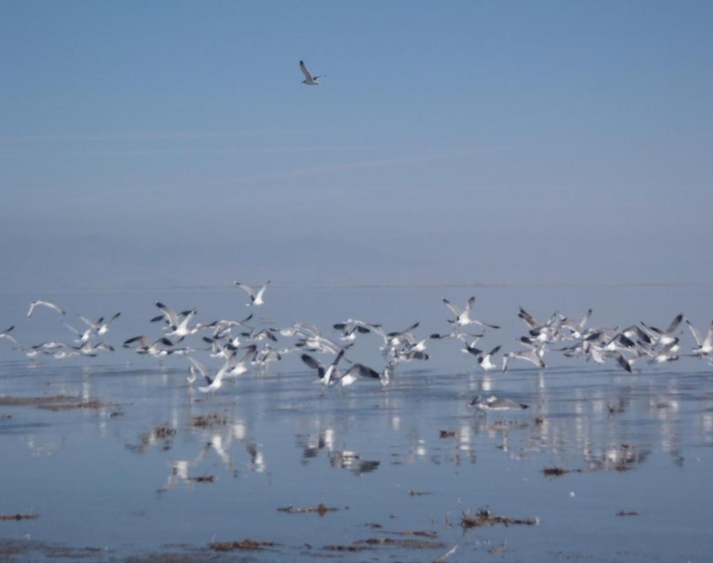 Importance of a Healthy Brine Shrimp Resource - Migratory Birds, Waterfowl and other Avian Species - World Hemispheric Reserve designation. Over 7.