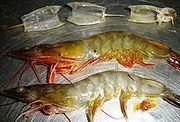 Importance of a Healthy Brine Shrimp Resource - Necessary for