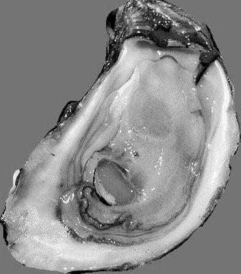 THE EASTERN OYSTER CRASSOSTREA VIRGINICA Sessile Gregarious Fecund Amorphoditic 14