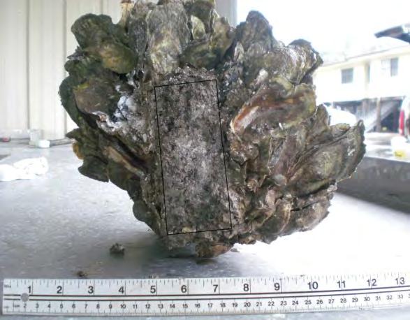 OYSTER REEF BIOMETRICS Oyster shell height measurements of 50 mm were recorded after 6 months growth Oyster counts exceeding 500 per m^2 on the artificial concrete modular units Oyster Height (mm) 60