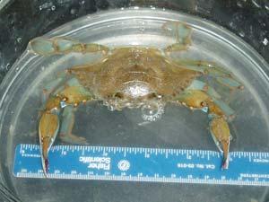 cm), the common mud crab