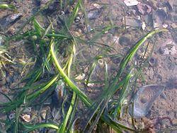 Seagrass (Eelgrass) Beds Seagrass is a flowering plant that lives in low intertidal and subtidal marine environments. http://www.gulfofme.com/products.php?