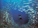 Attack and Capture Predators often separate out individual prey from the prey s shoal or school.