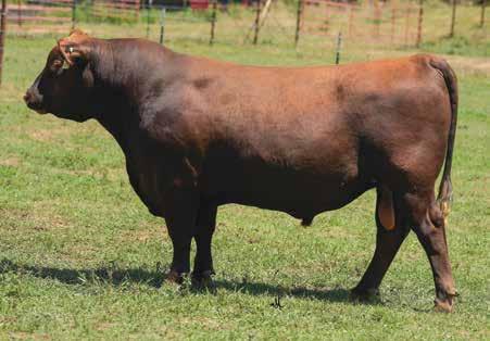 The Bulls - 2 Years Old EXT 45T5 - Sire of Lot 6 Redemption - Grandsire of Lot 7 LOT 6 - MAPLE OAKS HIGH VOLTAGE EXT Wow, a true genetic gem and without a doubt one of the most popular outcross bulls
