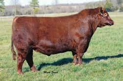 A phenomenal dam backs 0166D, 7172, whom has been a standout in production at Maple Oaks Red Angus with an MPPA of 106.