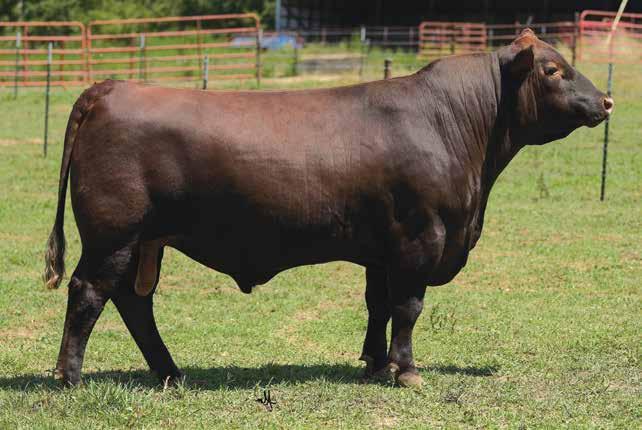 The Bulls - 2 Years Old LOT 8 - MORA NIGHTWATCH 992D Night THE Watch SONS OF 8 RED CG ON TARGET 18T MAPLE OAKS NIGHT WATCH 2178Z HMF MISS SUMMIT 7178 HMF NEW TIME 492 HMF MISS TIME 992 SODAK ODA
