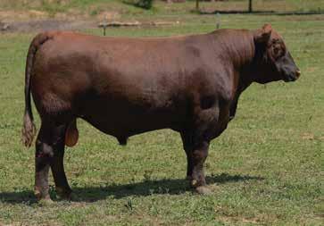 4 35 54 20-5 12 5 12 0.36-0.1-2 0.05-0.01 3204D is a dark red strong calving ease prospect, boasting an actual of 60 lbs.