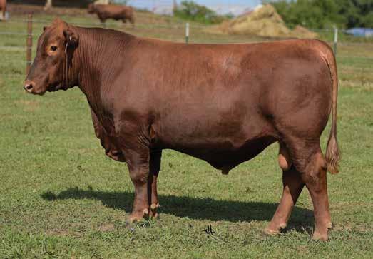 The Bulls - 18 Months Old LOT 13 MAPLE OAKS TRANSITION 7186E 7186E is the first of the 18-month old bulls and without a question one of the standouts in this offering!