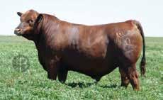 He is a sound footed, athletic option that will add pay weight to your calf crop, with top 4% WW and top 8% YW EPD s, ranking him among the breed s most elite performance bulls.