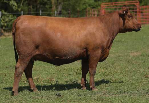 Fall Bred Females LOT 32 - MORA RUGER`S BEAUTY 0363D 0363D has been a true standout, with her added look of balance, dark red color, and overall dimension.