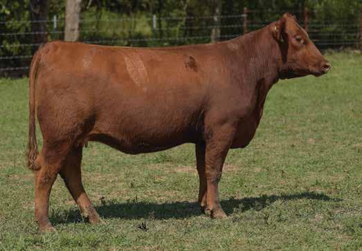 In addition to her low input body type, she offers tremendous carcass traits, ranking among the top 5% for YG and top 10% of the breed for REA!