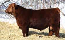 Ruger - Sire of Lot 32 32 RED SIX MILE ULTIMATUM 409U RED SIX MILE RUGER 221X RED SIX MILE SHAWNEE 116T RED CHOPPER K CONTENDER 728P RED SOO LINE SOAPY 0363 RED SOO SOAPY S DESIGN 6207 MORA RUGER`S