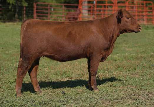 Fall Open Females LOT 50 - MAPLE OAKS GRAND PRINCESS 4169E 4169E is another top prospect sired by the great Red Six Mile Grand Slam 130Z and back to a Night Watch daughter from the Miss Gold cow