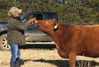 It makes us very proud to hear of our customer s satisfaction and many success stories as our Red Angus cattle have gone on to enhance many other herds.