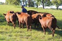 We travelled the United States and Canada to learn about and invest in world class Red Angus genetics so we can bring some of the Best of the Best to our customers.