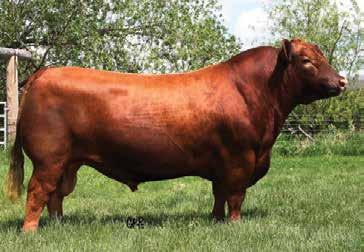 Fall Open Females LOT 52 - MAPOAKS SAKIC WINDSONG 3204E Windsong 3204 52 RED SIX MILE AVIATOR 217P RED SIX MILE SAKIC 832S RED SIX MILE SIERA 257P 5L DYNOTRADE 587-112X BKF WINDSONG 204