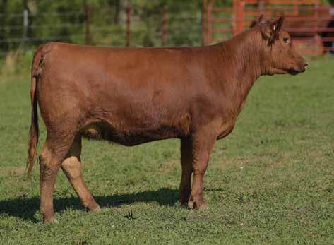 Fall Open Females Lassie 377P - Paternal Granddam of Lot 53 LOT 54 - MAPLE OAKS TRUE SOAPY 0363E LOT 53 - MAPLE OAKS MULBERRY 556E Mulberry 26P His influence can be found throughout several pedigrees