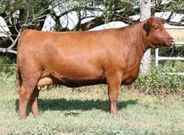36-0.07 7 0.19 0 Six Mile Beemer was selected for his maternal strength, proven cow family, and unparalleled quality of build and body type.