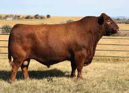 Her Mulberry influenced dam is a tremendous young female that did an excellent job during her freshman season in production, but since she was one of the younger spring born females, it was decided