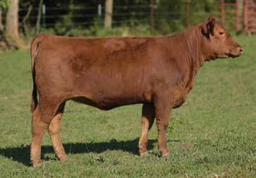 7132 64 585 101.14 99 50 3-1 62 98 19-3 9 2 10 0.37 0.05 27 0.08 0 4132E is another Grand Slam daughter that traces to the HMF Miss Gold 7132 cow family.