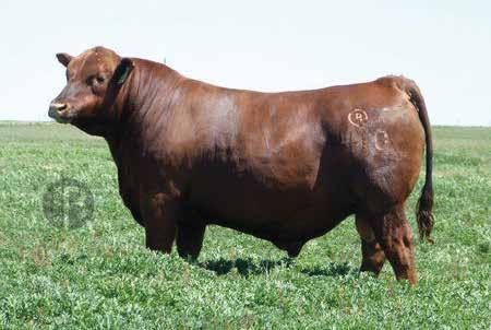 Reference Sires to the Bulls 5L Independence 560-298Y A 5L BUF CRK LANCER R017 BUF CRK THE RIGHT KIND U199 BUF CRK SHOSHONE R353 TC STOCKMAN 365 5L BLACK ADINA 525-560 5L ADINA 293-525 INDEPENDENCE