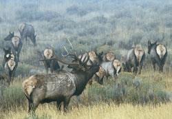 Hunt ID: UT-WY-BCElk-MDeerBBear-NIL5AMA-O6RJ-O7J Save money hunt Utah for Elk! Or Trophy Bucks in Utah or Wyoming.