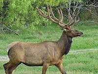 For a limited time hunts will be available in Utah at a reduced discounted price and even the license costs are lower than all of the other states for elk.